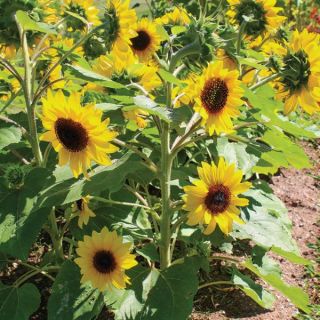 Junior Sunflower Thumbnail
